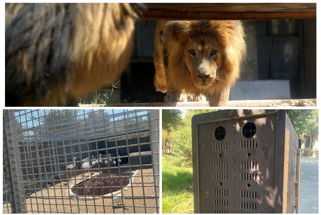 آیا قانونی برای برخورد با باغ وحشهای متخلف وجود دارد؟